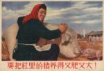 1956 The hogs of the commune must be raised to be fat and big!